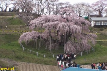 1000 Year Old Cherry Blossom Tre 360x240