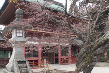 Cherry Blossoms At Shiogama Shri 360x240