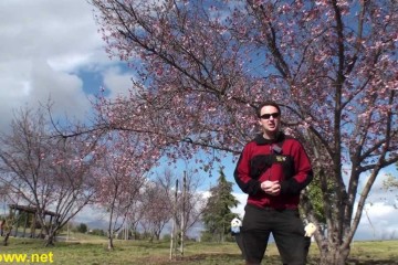 Cherry Blossoms In Los Angeles A 360x240