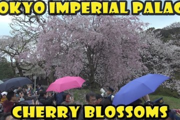 Cherry Blossoms In The Tokyo Imp 360x240