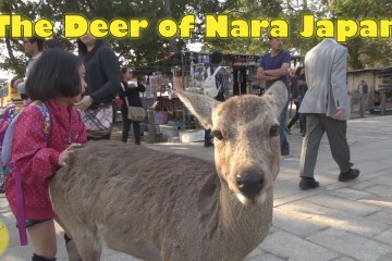 Deer Of Nara Scenic Shots 360x240