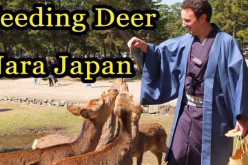 Feeding Deer In Nara Japan 360x240