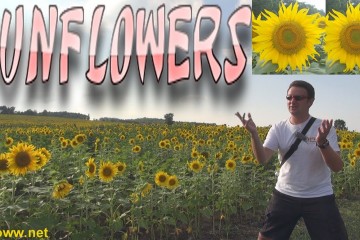 Japans Sunflower Town Hokuryu In 360x240