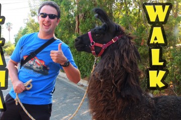 Llama Walk At Shangrillama 360x240
