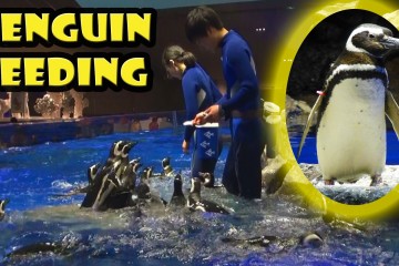 Penguin Feeding At Sumida Aquari 360x240