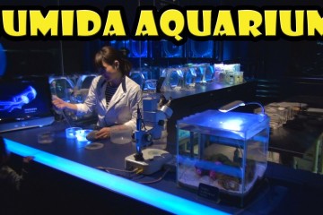 Sumida Aquarium At The Tokyo Sky 360x240