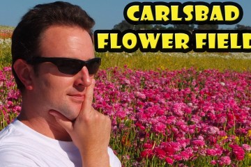 The Flower Fields At Carlsbad Ra 360x240