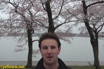 Washington Dc Cherry Blossoms Vi 360x240