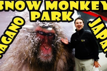 Jigokudani Snow Monkey Park In N 360x240