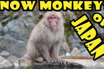 Snow Monkeys Of Japan 360x240