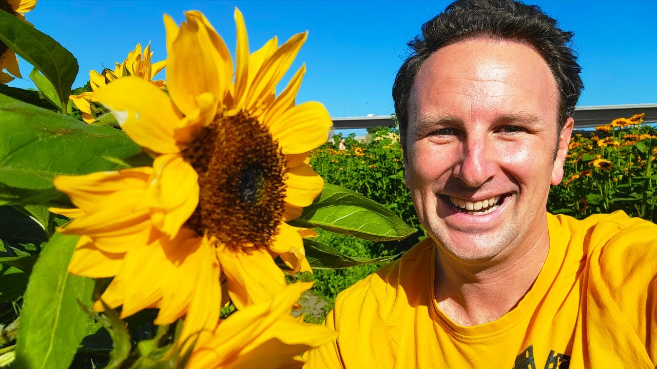 Sunflowers in Costa Mesa California @ Hana Field - Yellow Productions