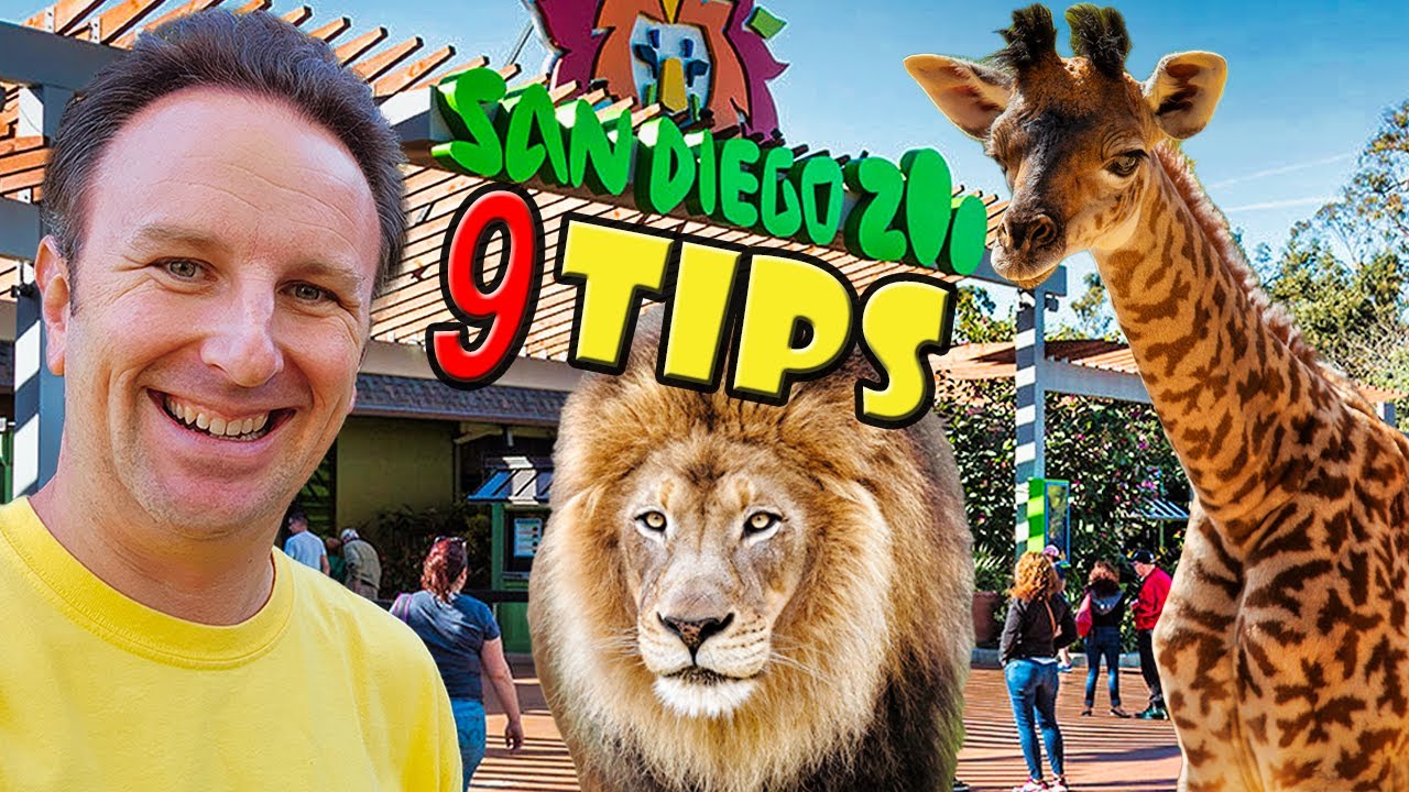 SAN DIEGO ZOO Tips 9 Things to Know Before You Go Yellow Productions